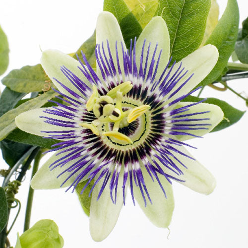 Passionflower